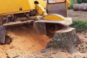 Stump Grinding vs Stump Removal A Simple Guide to Making the Right Choice