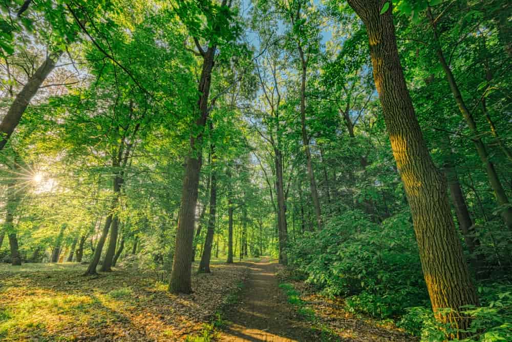 Simple Ways to Keep Your Trees Healthy