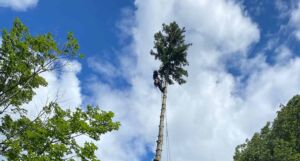 Pruning Before Storm Season A Fall Tree Safety Checklist