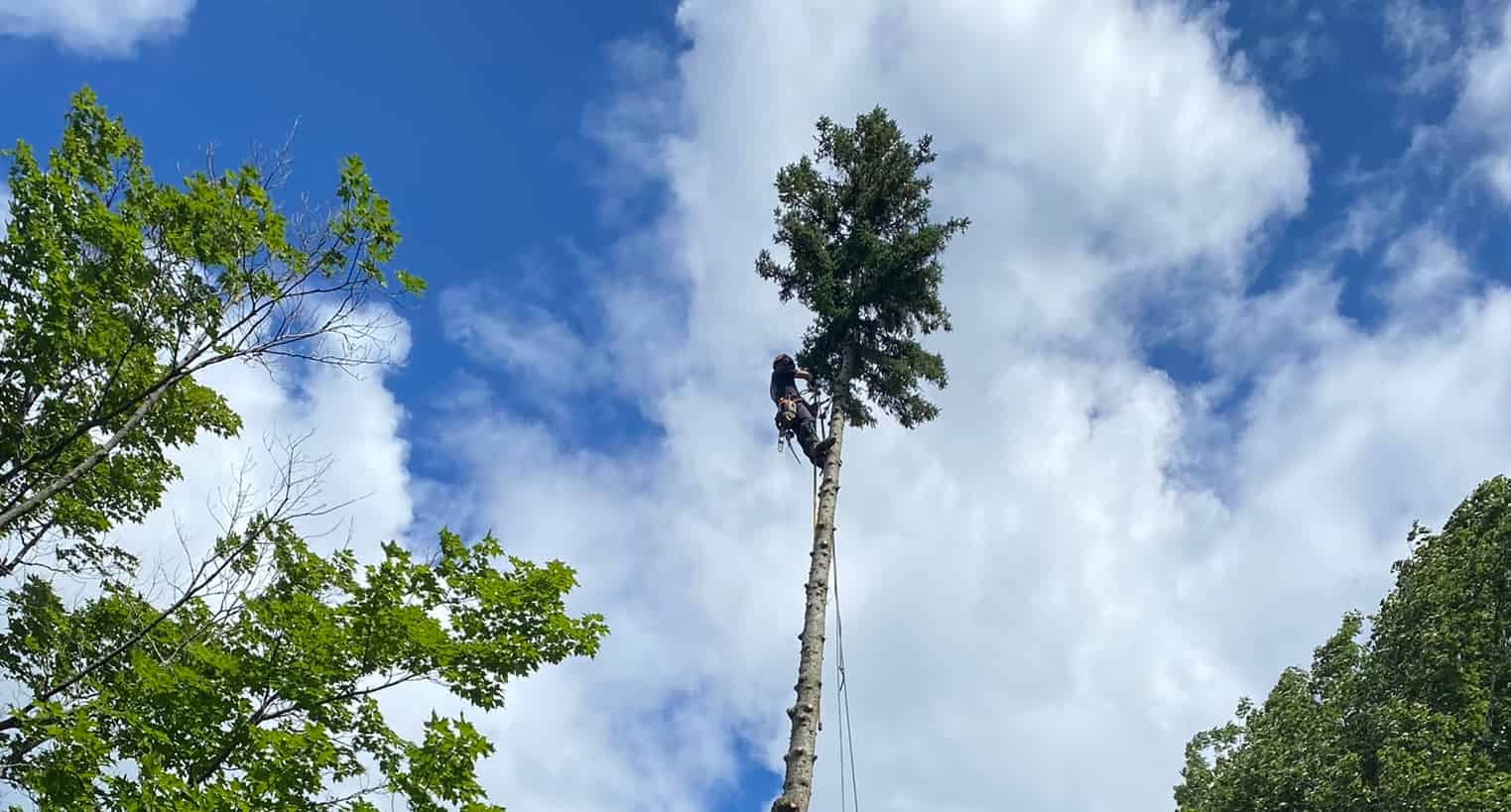 Pruning Before Storm Season A Fall Tree Safety Checklist